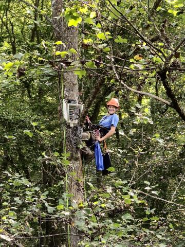 Grace Attea Up in Research Tree in Little Millseat.