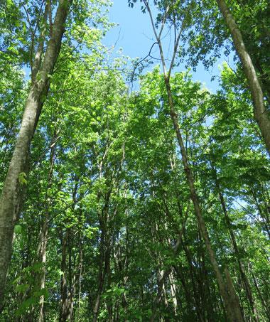 Trees at Robinson